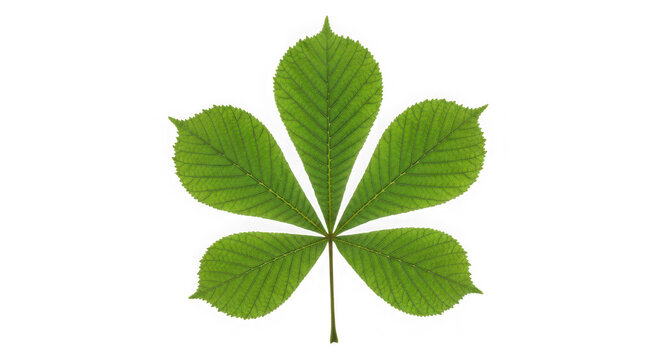 Green horse chestnut leaf in closeup shot