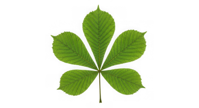Green horse chestnut leaf in closeup shot