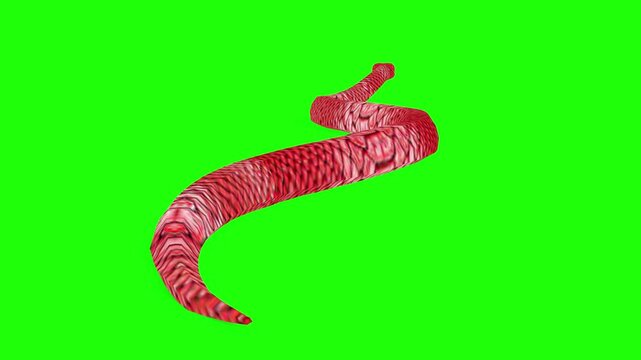 Unique red pattern snake moving from back angle video clip motion green screen or chroma key video clip art