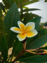 frangipani plumeria flower