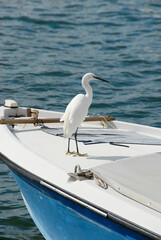 white heron on a boat