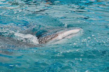 Fototapeta premium Whale shark - Bohol Island - Philippines