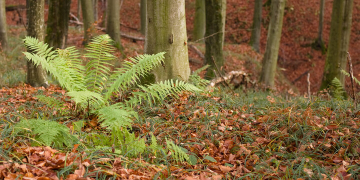 fern,  autumn in the forest