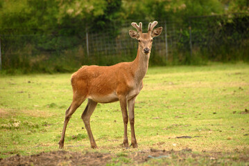 Fototapeta premium fauna del zoo