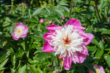 Obraz premium Close up of a Chinese peony (paeonia lactiflora) flower in bloom