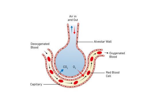 Alveoli Structure and Function Science Design. Vector Illustration.