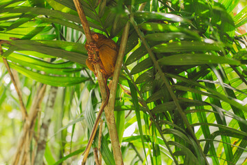 Tarsier - Bohol Island - Philippines