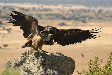 milanos,buitres y aguilas
