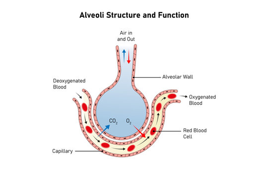 Alveoli Structure and Function Science Design. Vector Illustration.