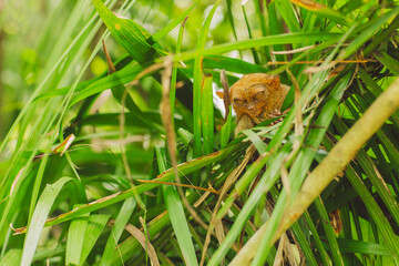 Tarsier - Bohol Island - Philippines
