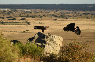 milanos,buitres y aguilas