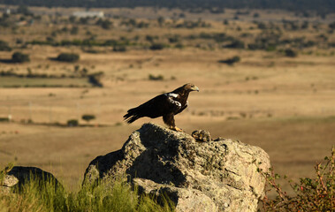 milanos,buitres y aguilas