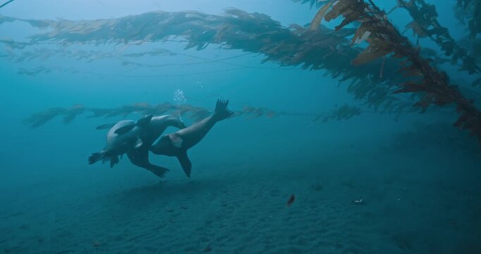  Large number of sealions play in front of camera at edge of kelp.