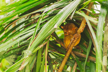 Tarsier - Bohol Island - Philippines
