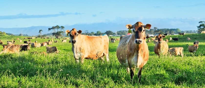 Jersey New Zealand Brown Cows