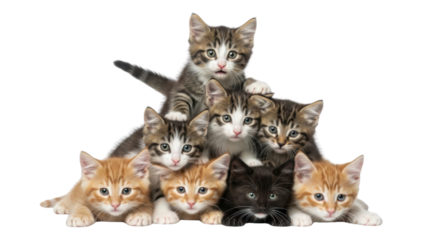 Group of eight cute kittens stacked in a pyramid isolated PNG with Transparent Background