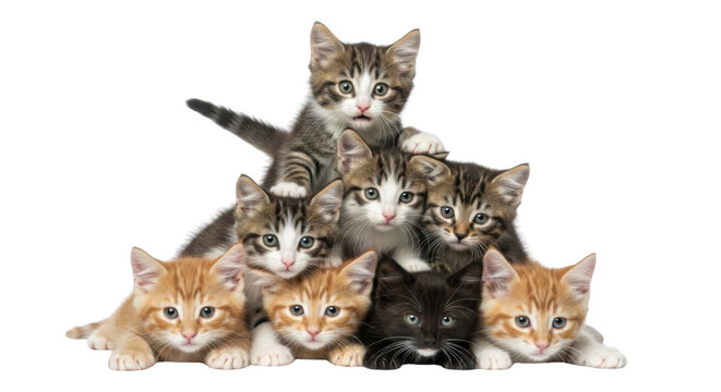 Group of eight cute kittens stacked in a pyramid isolated PNG with Transparent Background