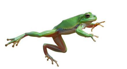 Fototapeta premium Green tree frog jumping isolated PNG with Transparent Background