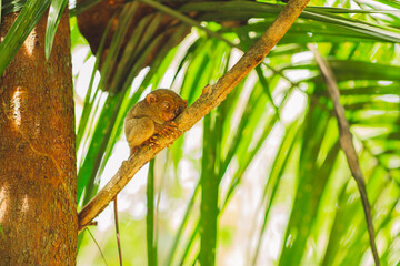 Tarsier - Bohol Island - Philippines