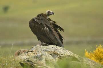 milanos,buitres y aguilas