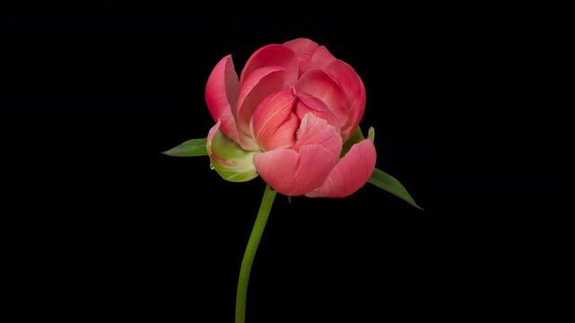 Macro time lapse blooming and wilting pink peony flower, isolated on pure black background
