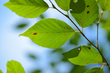 Betula platyphylla, a deciduous tree in the Betulaceae family, known for its white peeling bark and durable wood, thriving in sunny mountain forests. Photographed in Korea.