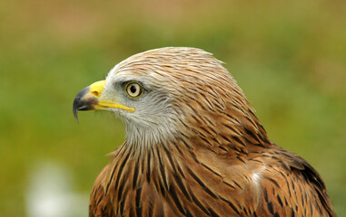 aves de presa