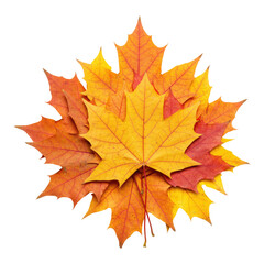 Obraz premium Rustic Autumn Charm with Maple Leaves Displayed Isolated on Transparent PNG Background.