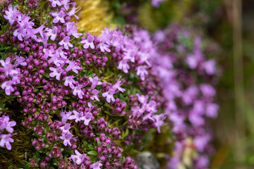 Obraz premium Close up of valerian (valeriana officinalis) flowers in bloom