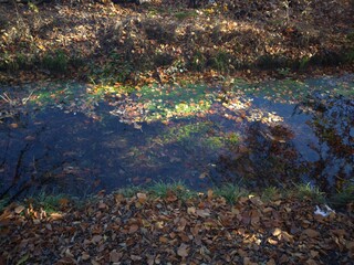 Autumn leaves floating on a calm pond surrounded by seasonal foliage.