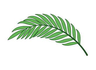 A green palm leaf, a tropical floral branch, an exotic natural sprig, fresh greenery with a bending twig, a botanical design element and organic decoration, presented as a flat vector illustration on