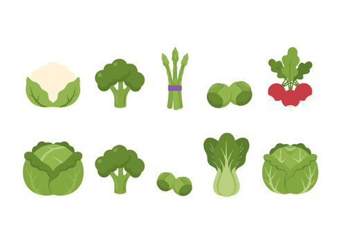 A set of vegetable icons featuring red cabbage, cauliflower, green asparagus, broccoli, Brussels sprout, bok choy, savoy, and lettuce, presented as a healthy natural food flat vector illustration on