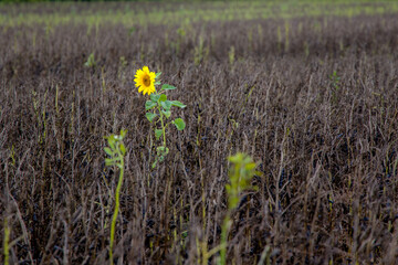 a single bright yellow sunflower blooming in a field of brown dry rapeseed
