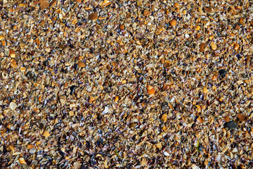 Texture of brown small shell. Small seashells background, Template. Soft focus