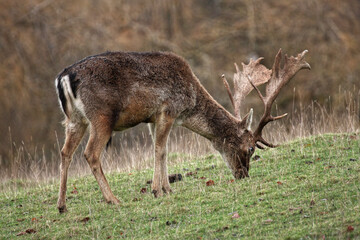 Male deer grazing in countryside close up