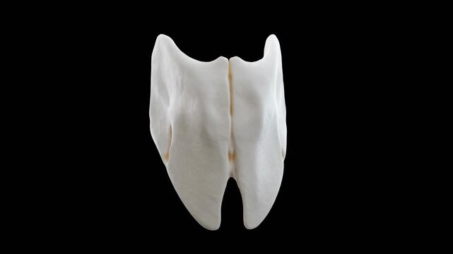 3D Model Animation of the Xiphoid Process