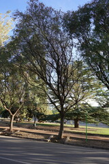 Fototapeta premium Arboles en parque en Mendoza
