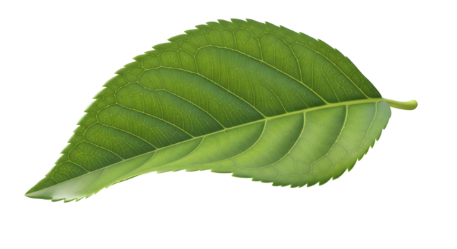 Detailed Green Leaf with Intricate Vein Structure nature isolated on a transparent background
