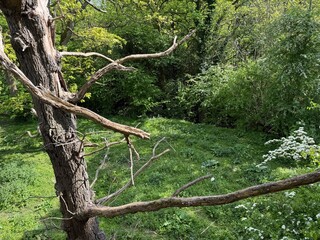 Vibrant Woodland Where Sunlight Breaks