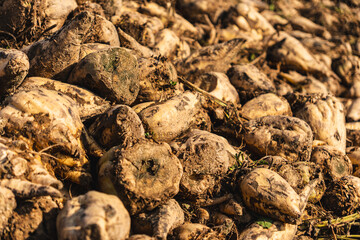 close-up of sugar beets lying in a field after the autumn harvest