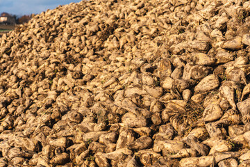 close-up of sugar beets lying in a field after the autumn harvest