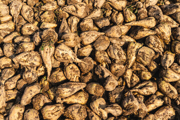 close-up of sugar beets lying in a field after the autumn harvest