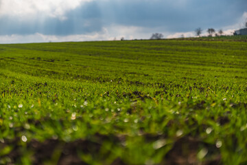 close up of winter cereals growing on the field during autumn