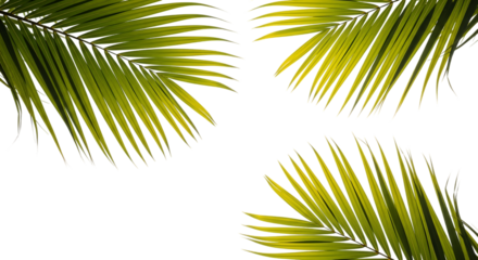 Vibrant green palm fronds against dark background