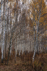 Obraz premium close-up of a forest full of birch trees in autumn