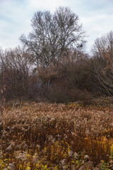 landscape with herbaceous plants and trees in autumn