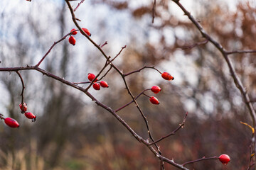 close up of wild rose red hips during autumn season