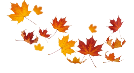 Autumn maple leaves falling against black background