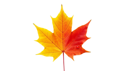 A vibrant maple leaf displaying a striking gradient of warm yellow to fiery red isolated on transparent background
