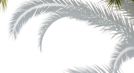 Palm tree fronds silhouette against dark background
